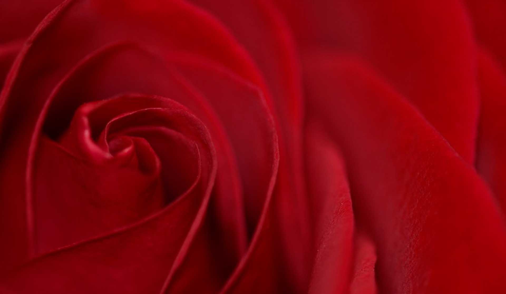 close up of a red rose